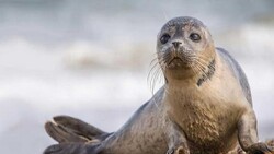 خطر انقراض تنها پستاندار دریای خزر/ تشکیل تیم امداد و نجات ویژه برای فک خزری