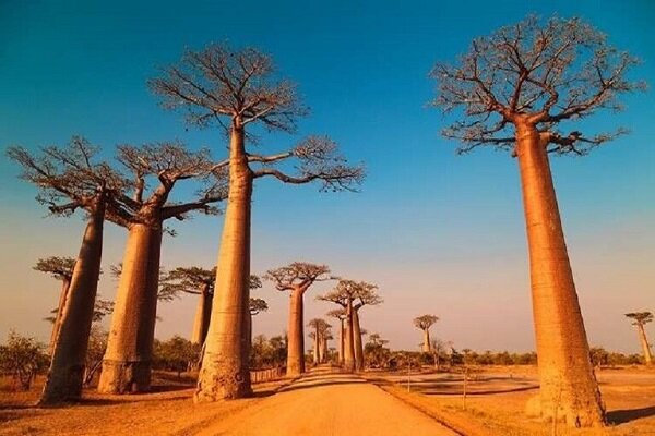 طرح ۳ میلیارد پوندی مصر برای کاشت میلیونها درخت