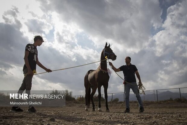 چهارمین جشنواره زیبایی اسب اصیل ترکمن در روستای میغان از توابع شاهرود برگزار شد و اسب‌ها در بخش‌های مختلف با هم به رقابت پرداختند