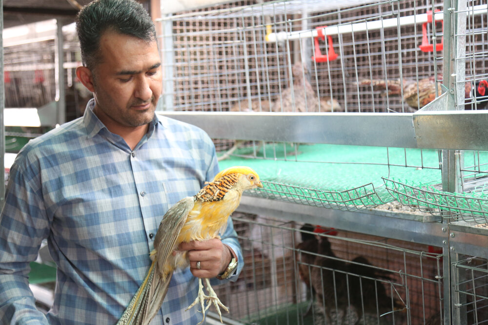 روایت کارآفرینی که بخشی از نیاز قم به گوشت قرقاول را تامین کرد