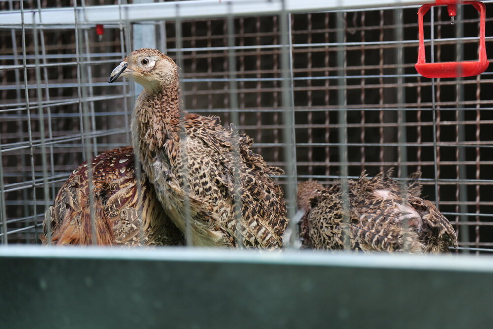 روایت کارآفرینی که بخشی از نیاز قم به گوشت قرقاول را تامین کرد