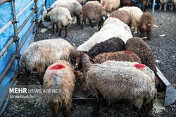 توقف صادرات دام تا اطلاع ثانوی در کرمانشاه/توزیع گوشت منجمد برای تنظیم بازار