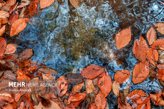 Mazenderan eyaletinde sonbahar güzelliği