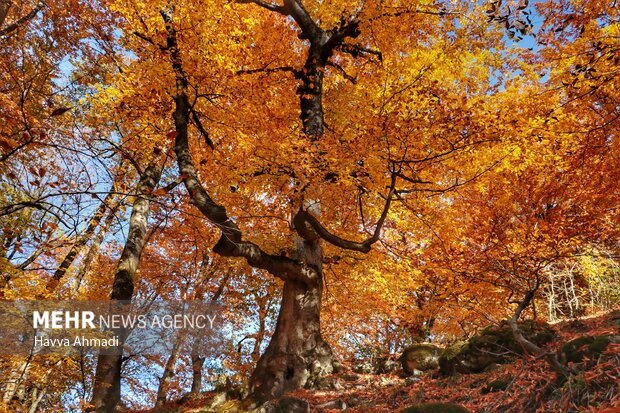 پاییز هزار رنگ مازندران