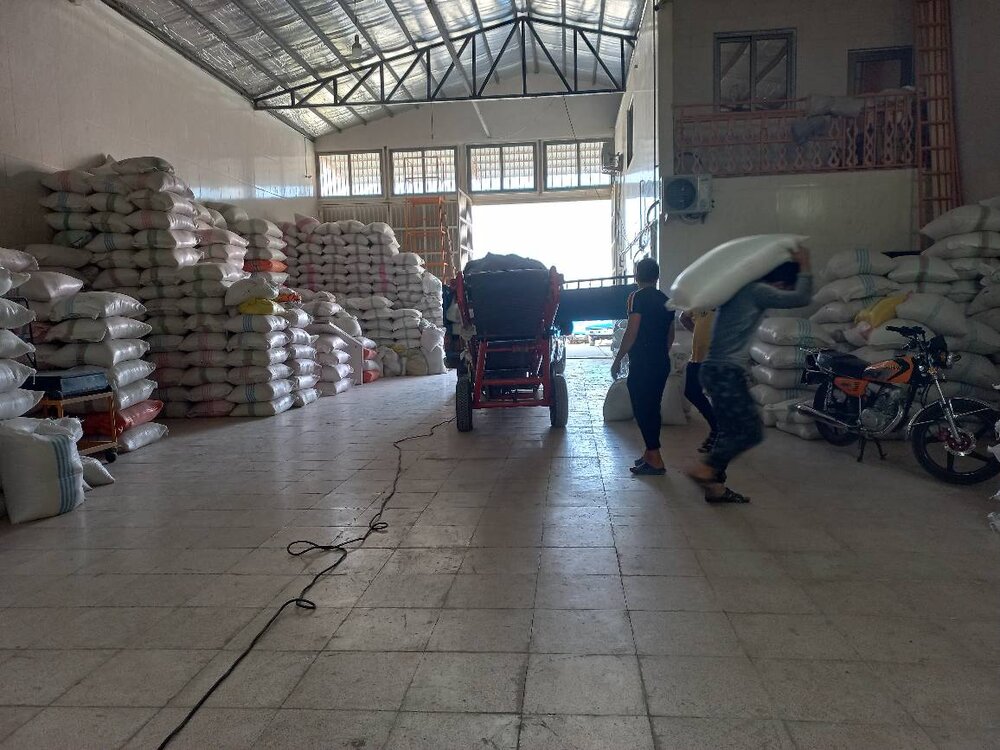شالیکاران چشم انتظار خرید تضمینی برنج
