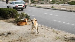 جولان سگها در معابر کرمان/ بررسی حمله سگها به کودکان شهرک افضلی پور
