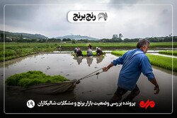 کیسه دوزی سودجویان و تخلیط برنج خارجی با محلی/ برنج شمال از سفره افتاد