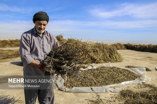 تیِنیِدن به گویش لری به معنای تکاندن بوده که آخرین مرحله سنتی برداشت کنجد میباشد.