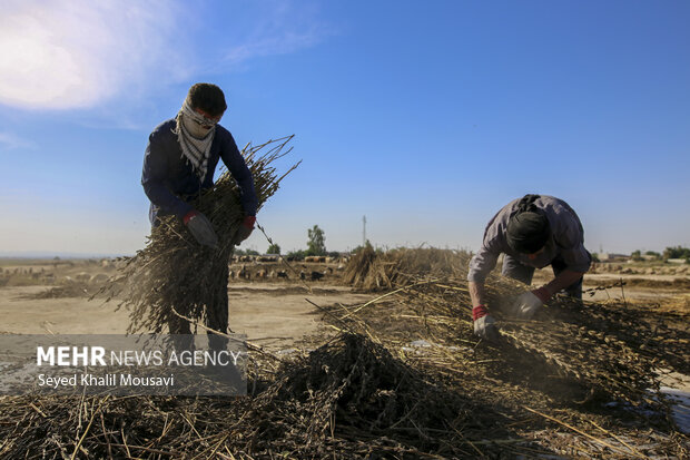 تیِنیِدن به گویش لری به معنای تکاندن بوده که آخرین مرحله سنتی برداشت کنجد میباشد.