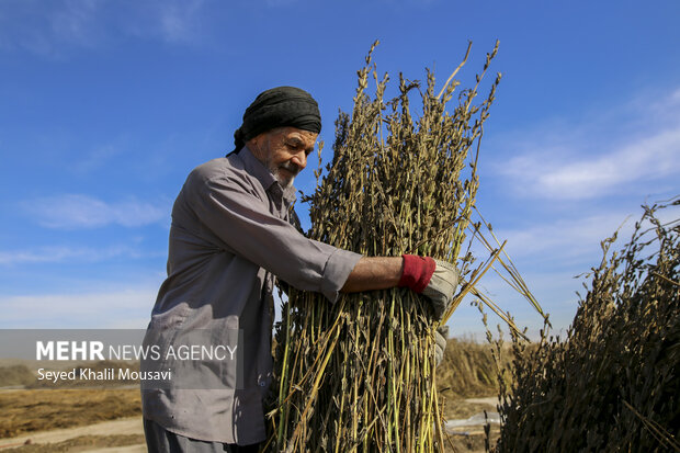 تیِنیِدن به گویش لری به معنای تکاندن بوده که آخرین مرحله سنتی برداشت کنجد میباشد.