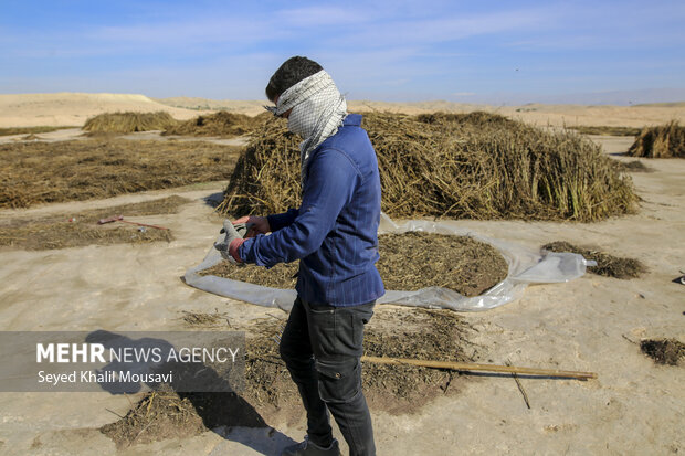 تیِنیِدن به گویش لری به معنای تکاندن بوده که آخرین مرحله سنتی برداشت کنجد میباشد.