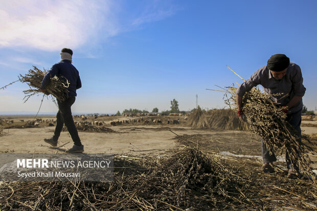 تیِنیِدن به گویش لری به معنای تکاندن بوده که آخرین مرحله سنتی برداشت کنجد میباشد.