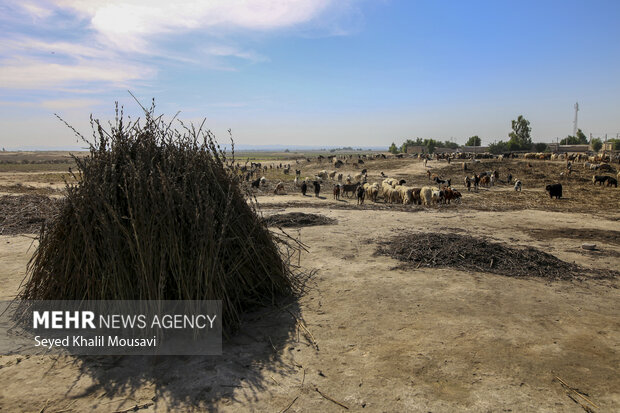 تیِنیِدن به گویش لری به معنای تکاندن بوده که آخرین مرحله سنتی برداشت کنجد میباشد.