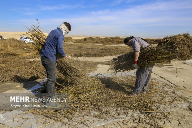 تیِنیِدن به گویش لری به معنای تکاندن بوده که آخرین مرحله سنتی برداشت کنجد میباشد.