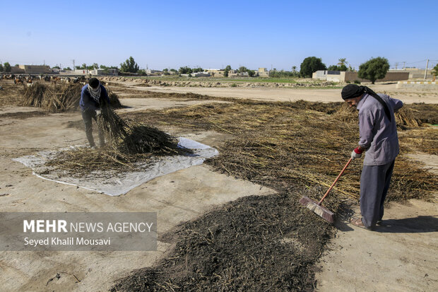 تیِنیِدن به گویش لری به معنای تکاندن بوده که آخرین مرحله سنتی برداشت کنجد میباشد.