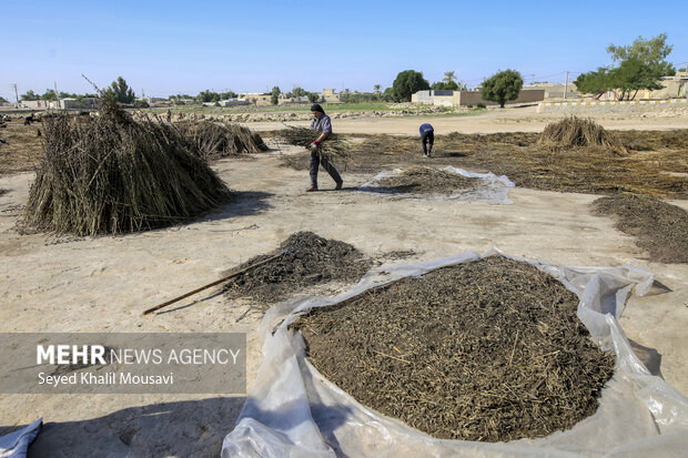 تیِنیِدن به گویش لری به معنای تکاندن بوده که آخرین مرحله سنتی برداشت کنجد میباشد.