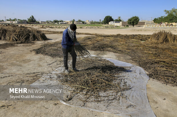 تیِنیِدن به گویش لری به معنای تکاندن بوده که آخرین مرحله سنتی برداشت کنجد میباشد.