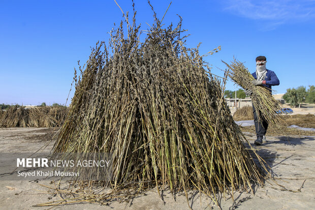 تیِنیِدن به گویش لری به معنای تکاندن بوده که آخرین مرحله سنتی برداشت کنجد میباشد.