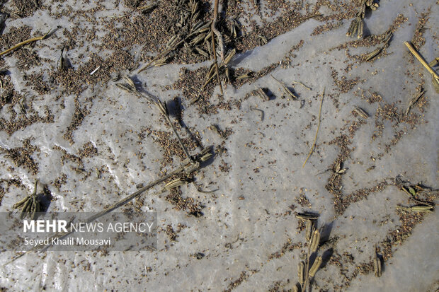 تیِنیِدن به گویش لری به معنای تکاندن بوده که آخرین مرحله سنتی برداشت کنجد میباشد.