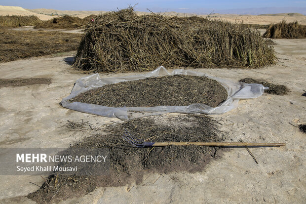 تیِنیِدن به گویش لری به معنای تکاندن بوده که آخرین مرحله سنتی برداشت کنجد میباشد.