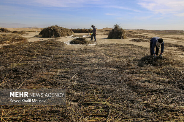 تیِنیِدن به گویش لری به معنای تکاندن بوده که آخرین مرحله سنتی برداشت کنجد میباشد.
