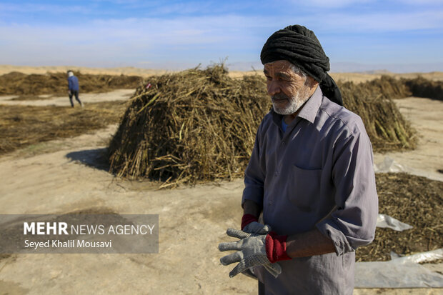 تیِنیِدن به گویش لری به معنای تکاندن بوده که آخرین مرحله سنتی برداشت کنجد میباشد.