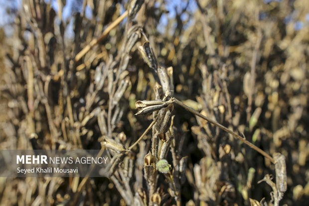 تیِنیِدن به گویش لری به معنای تکاندن بوده که آخرین مرحله سنتی برداشت کنجد میباشد.