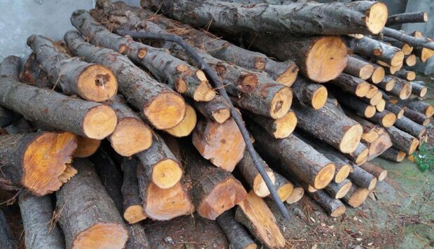 کشف ۵۵ تن چوب قاچاق در آزادشهر
