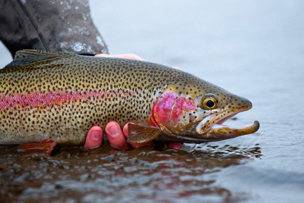 İran kızılala balığı türleri nelerdir?