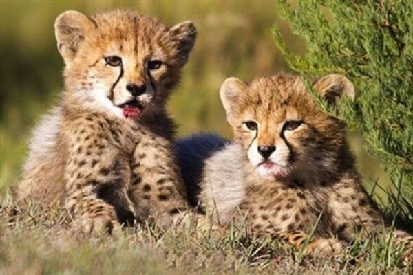 2 cheetah cubs born in Touran Wildlife Refuge