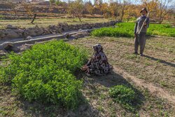 کشاورز در ایران هویت مستقل حقوقی ندارد/ضرورت ایجاد تشکلی فراگیر