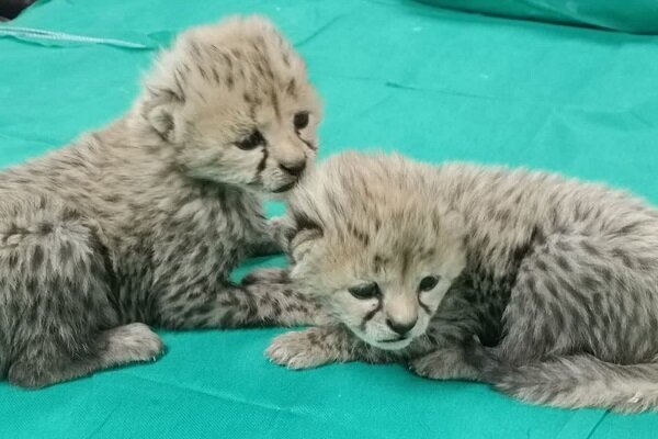 VIDEO: Two Asiatic cheetah cubs in protected area of Touran
