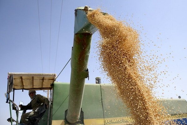 Iran’s grain production volume hits about 21mn tons this year