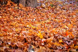 Autumn leaves in Kermanshah province