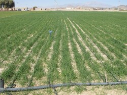 ۳۵۰۰ هکتار از اراضی کشاورزی ایرانشهر به کشت گندم اختصاص داده شد