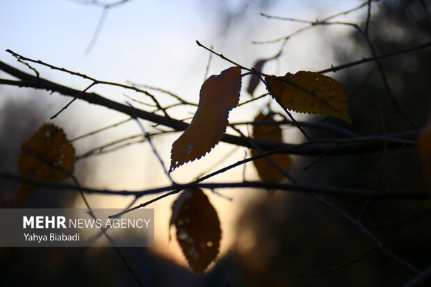 Autumn leaves in Kermanshah province
