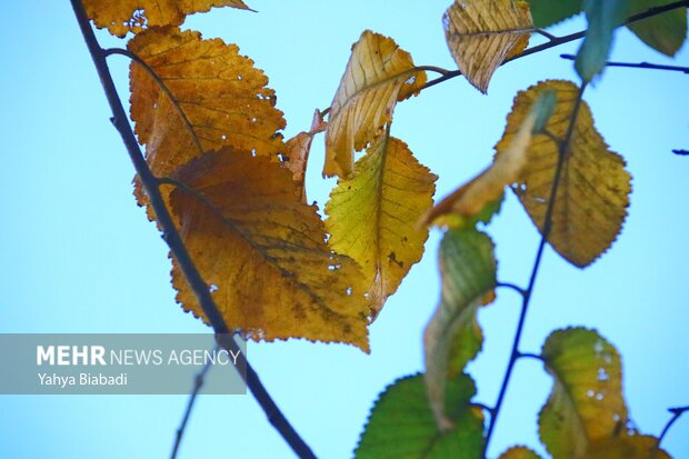 Autumn leaves in Kermanshah province
