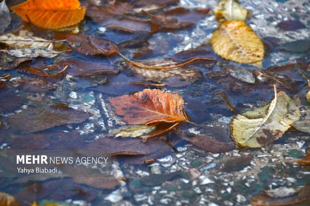 Autumn leaves in Kermanshah province
