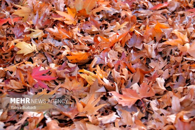 Autumn leaves in Kermanshah province
