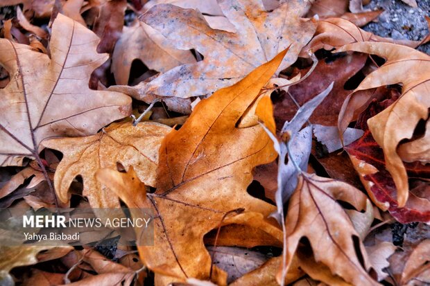 Autumn leaves in Kermanshah province
