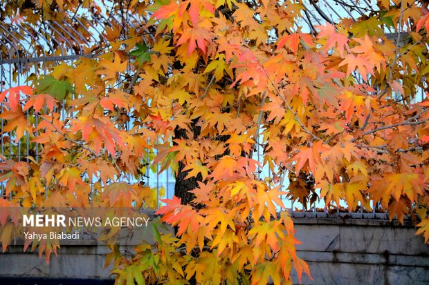 Autumn leaves in Kermanshah province
