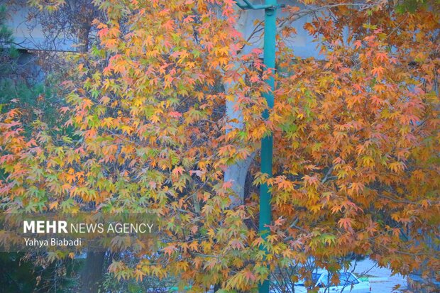 Autumn leaves in Kermanshah province
