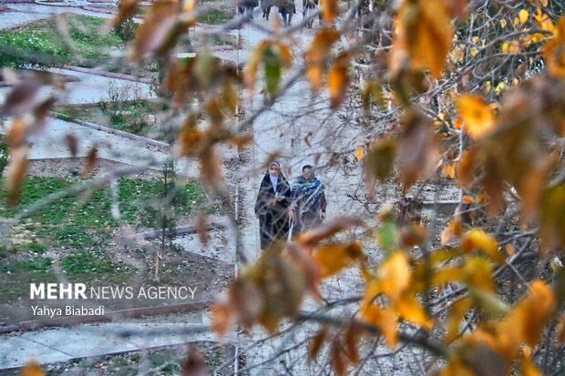 Autumn leaves in Kermanshah province
