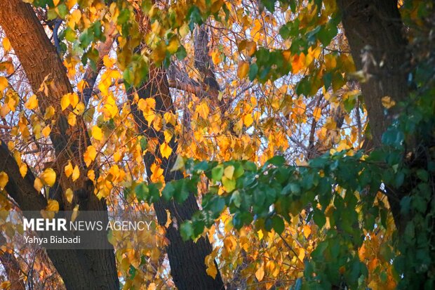 Autumn leaves in Kermanshah province
