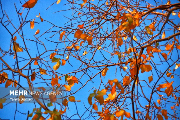 Autumn leaves in Kermanshah province
