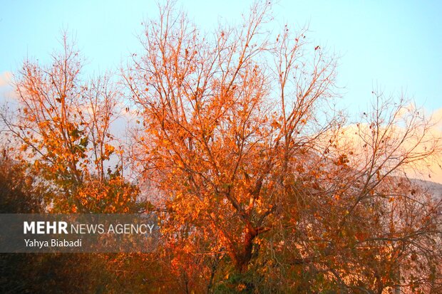 Autumn leaves in Kermanshah province
