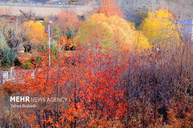 Autumn leaves in Kermanshah province
