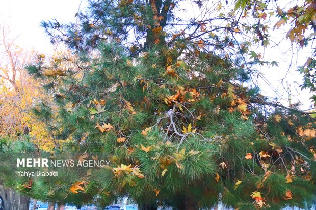 Autumn leaves in Kermanshah province
