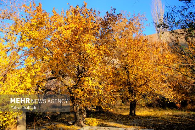 Autumn leaves in Kermanshah province
