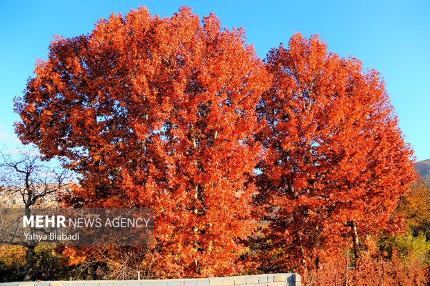 Autumn leaves in Kermanshah province
